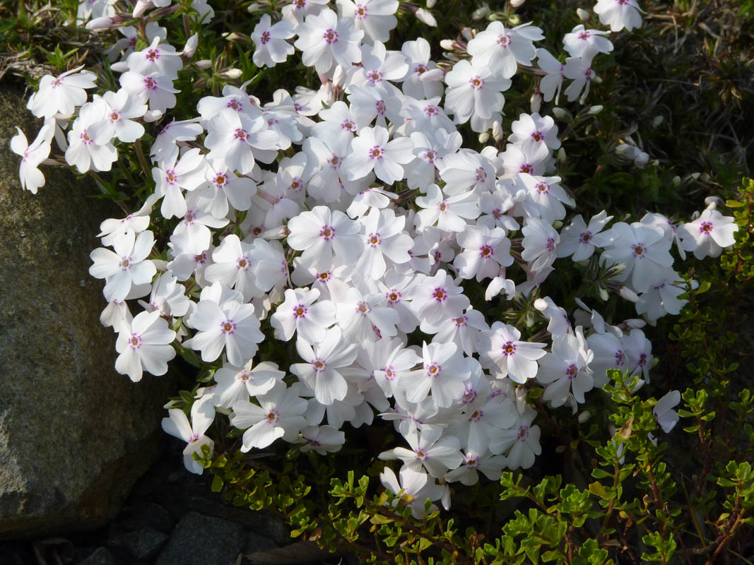 Phlox subulata 'Amazing Grace' photo